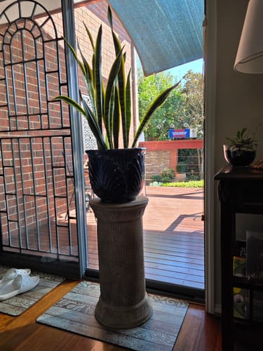 Customer's Mireille French Provincial Pedestal in a doorway, holding a potted plant on a wooden patio.