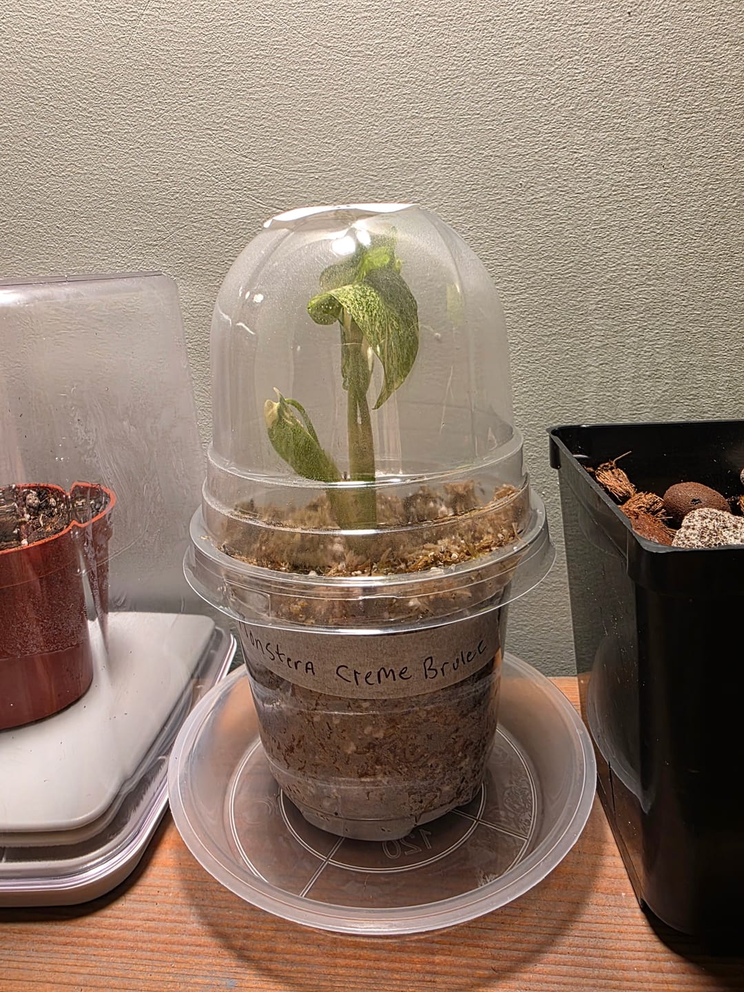 Customer photo review of Monstera Creme Brulee