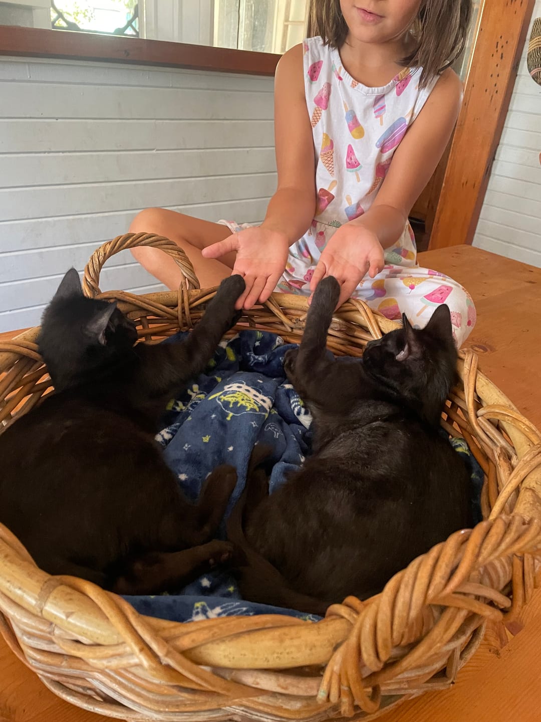 Customer photo review of Fit Litter