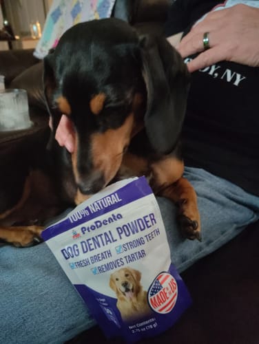 Customer's ProDenta dog dental powder pouch held by a person while a small black and tan dog sniffs it.