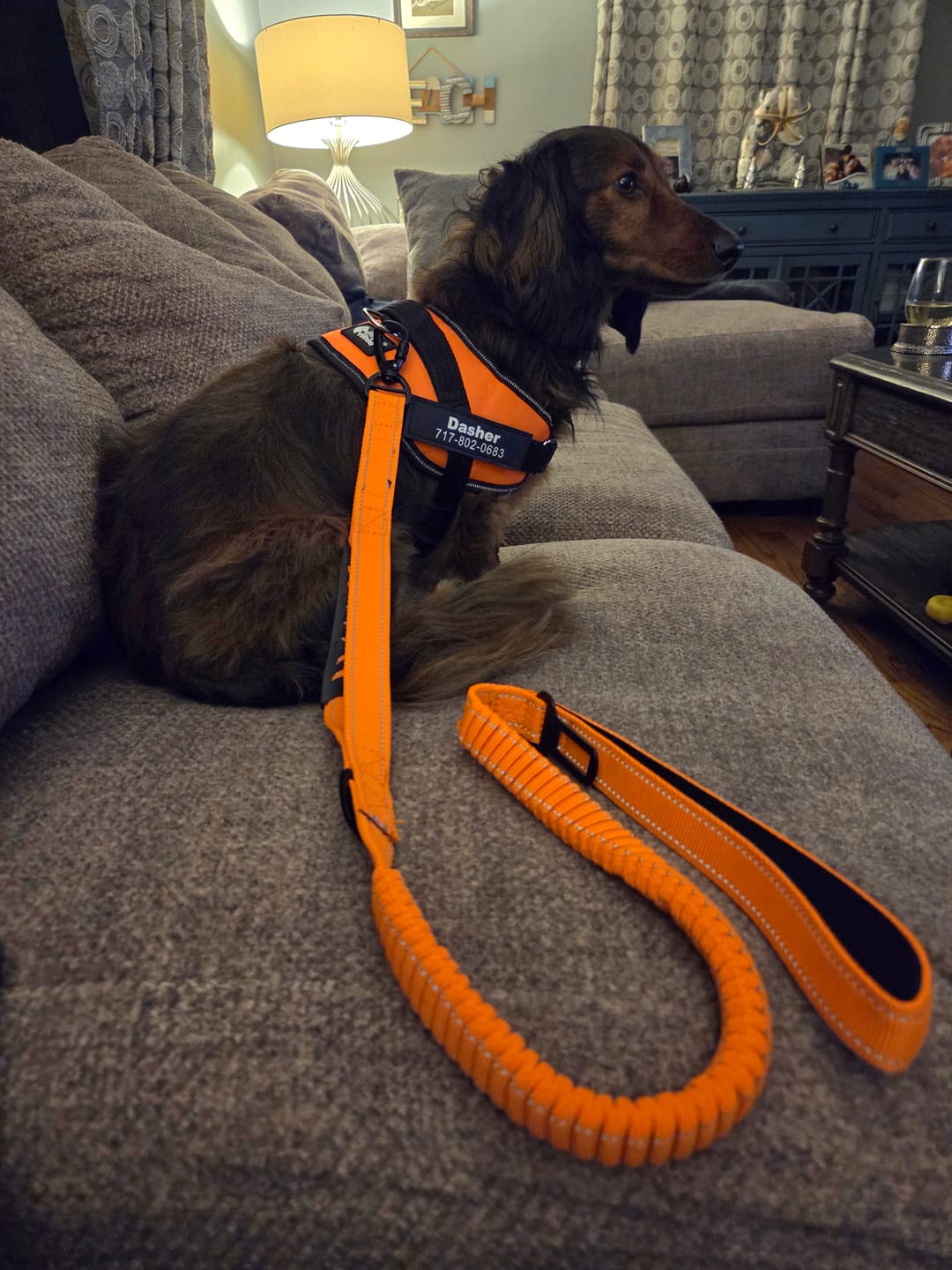 Customer photo review of Bungee Leash