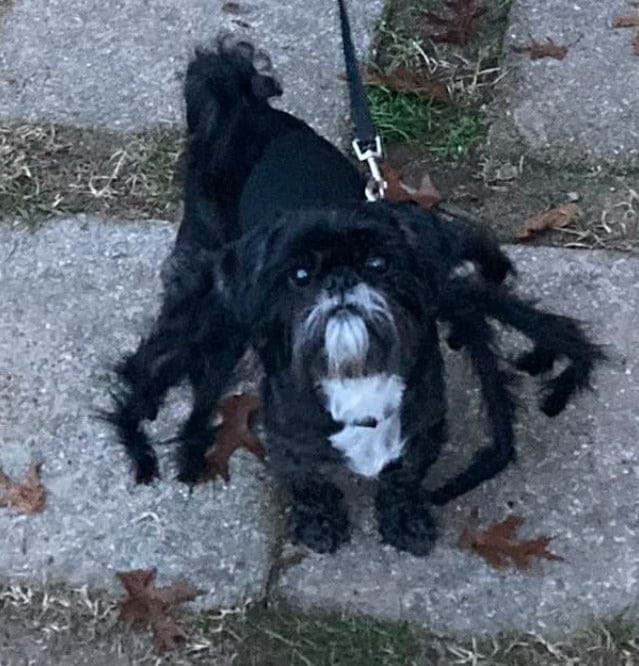 Customer photo review of Disfraz de araña para Halloween