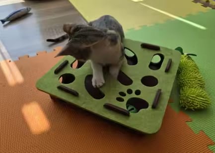 Customer photo review of Pawvly ™ - Cat Puzzle Box