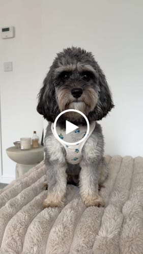 Customer video review of Cinzia x By Teddy | Blueberry Roll Neck Knit