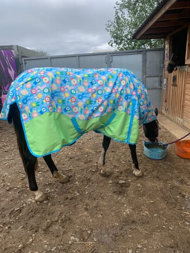 Customer photo review of Champion Turnout Rug