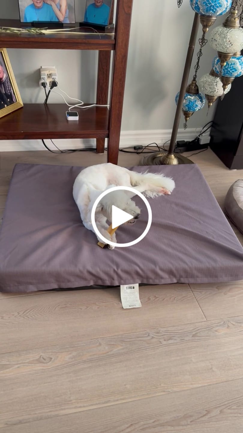Customer video review of Himalayan Yak Chew (MEDIUM)