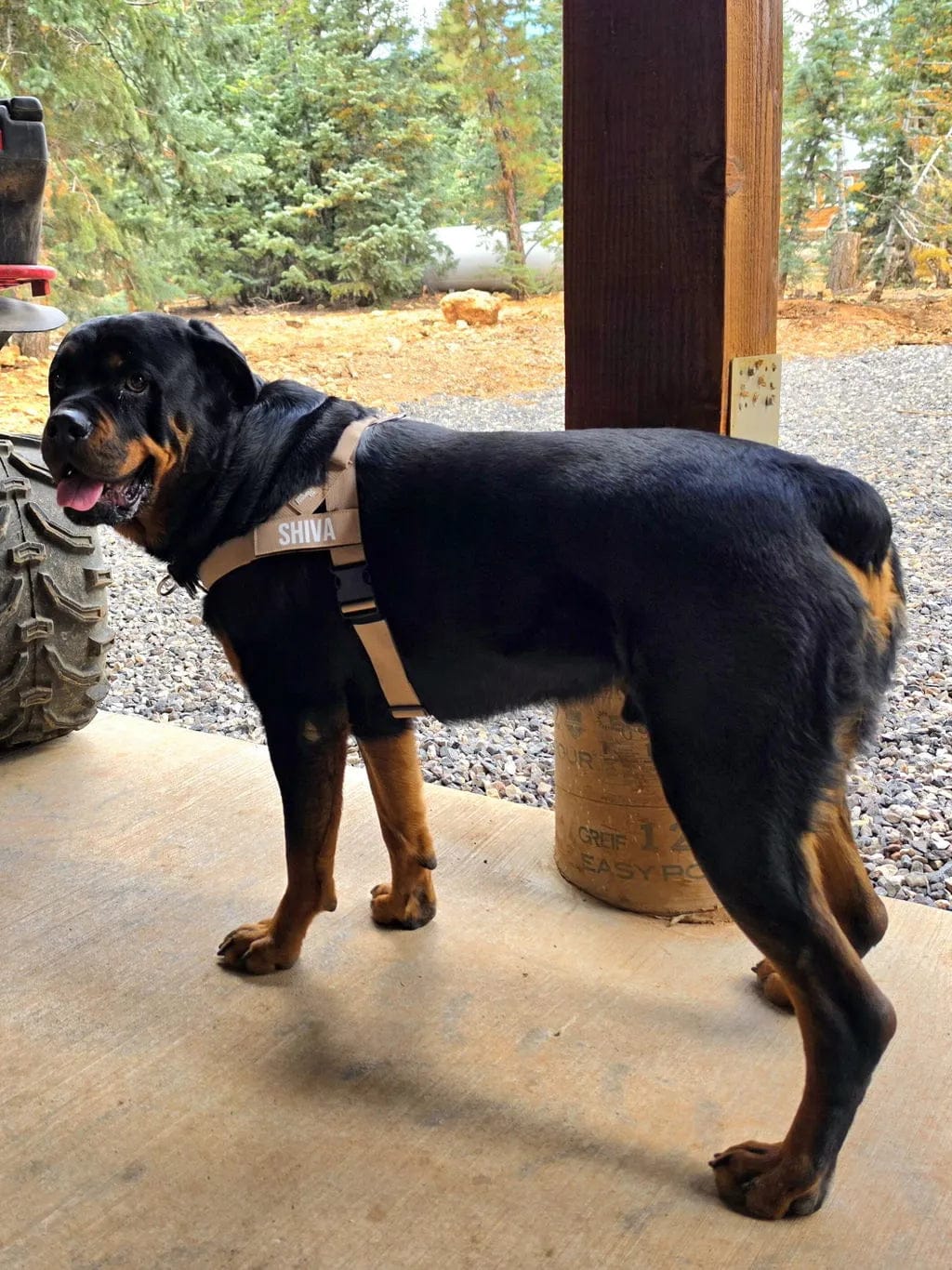 Customer photo review of Doginova™ | Arnés Antitirones para perros