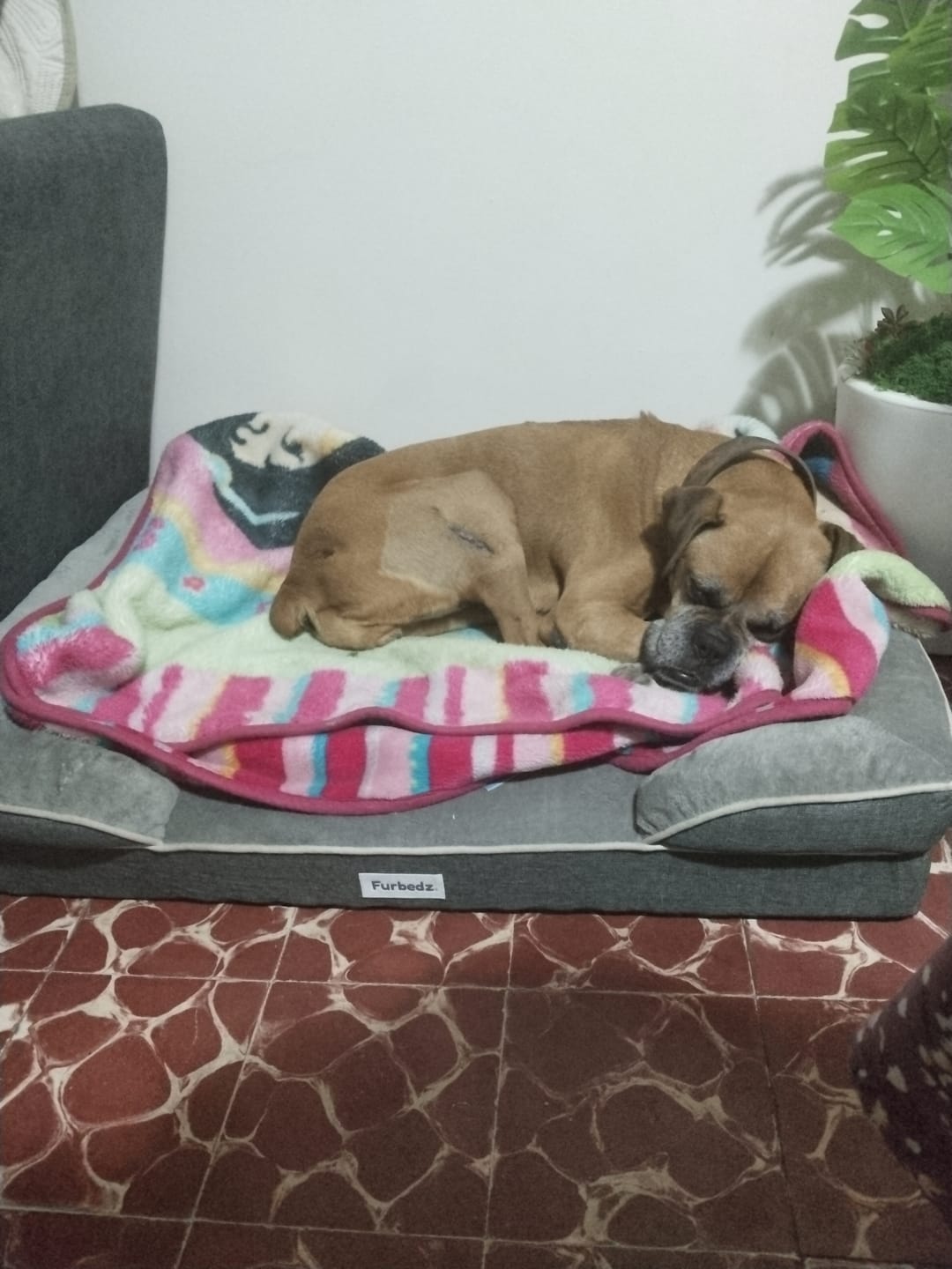 Customer photo review of Cama Ortopédica para Perros