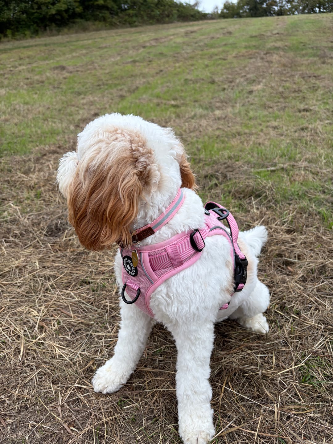 Customer photo review of Bubblegum Pink Tweed Dog Harness - No Pull & Reflective | Trail & Glow®