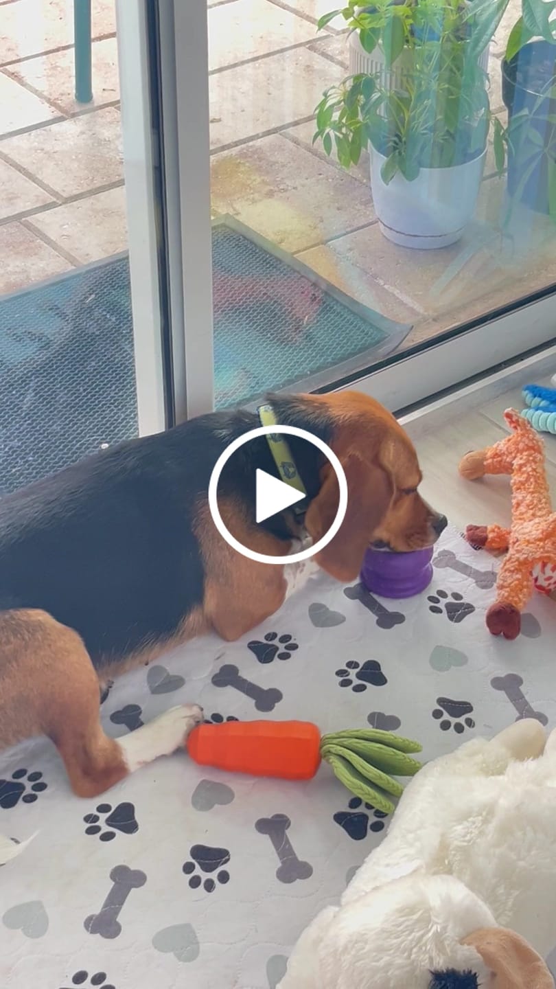 Customer video review of Freezball - Durable Fillable Dog Chew Bone