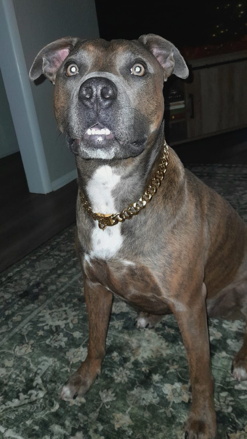 Customer photo review of Gold Chain Dog Collar 20mm