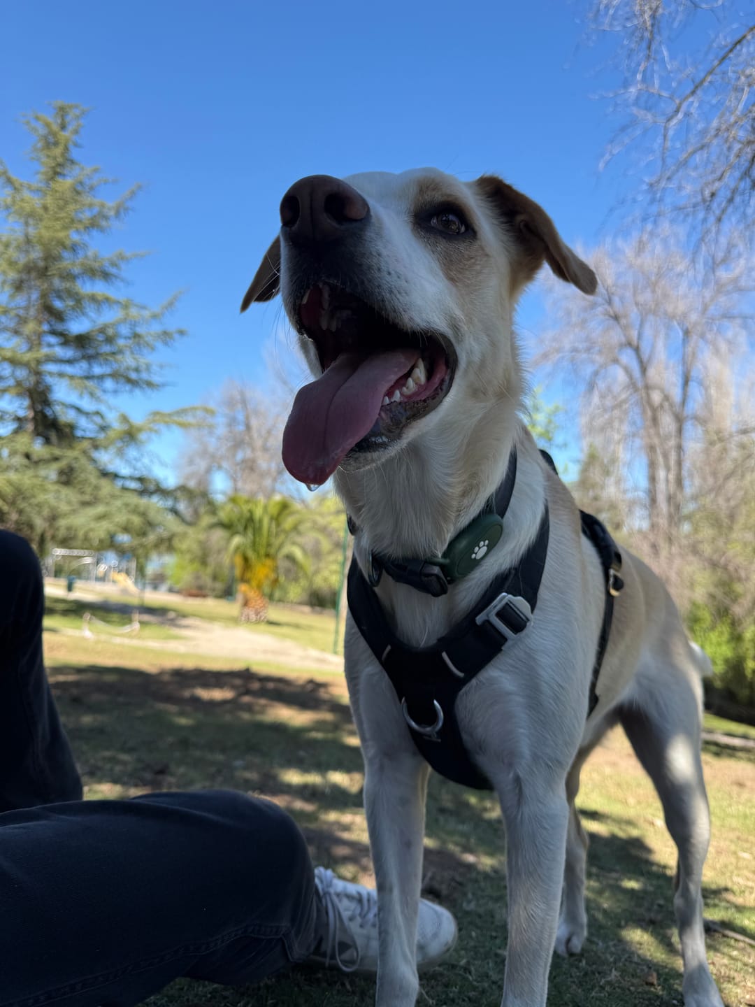 Customer photo review of Arnés Aerosport para Perros - Street Dogs - Blue