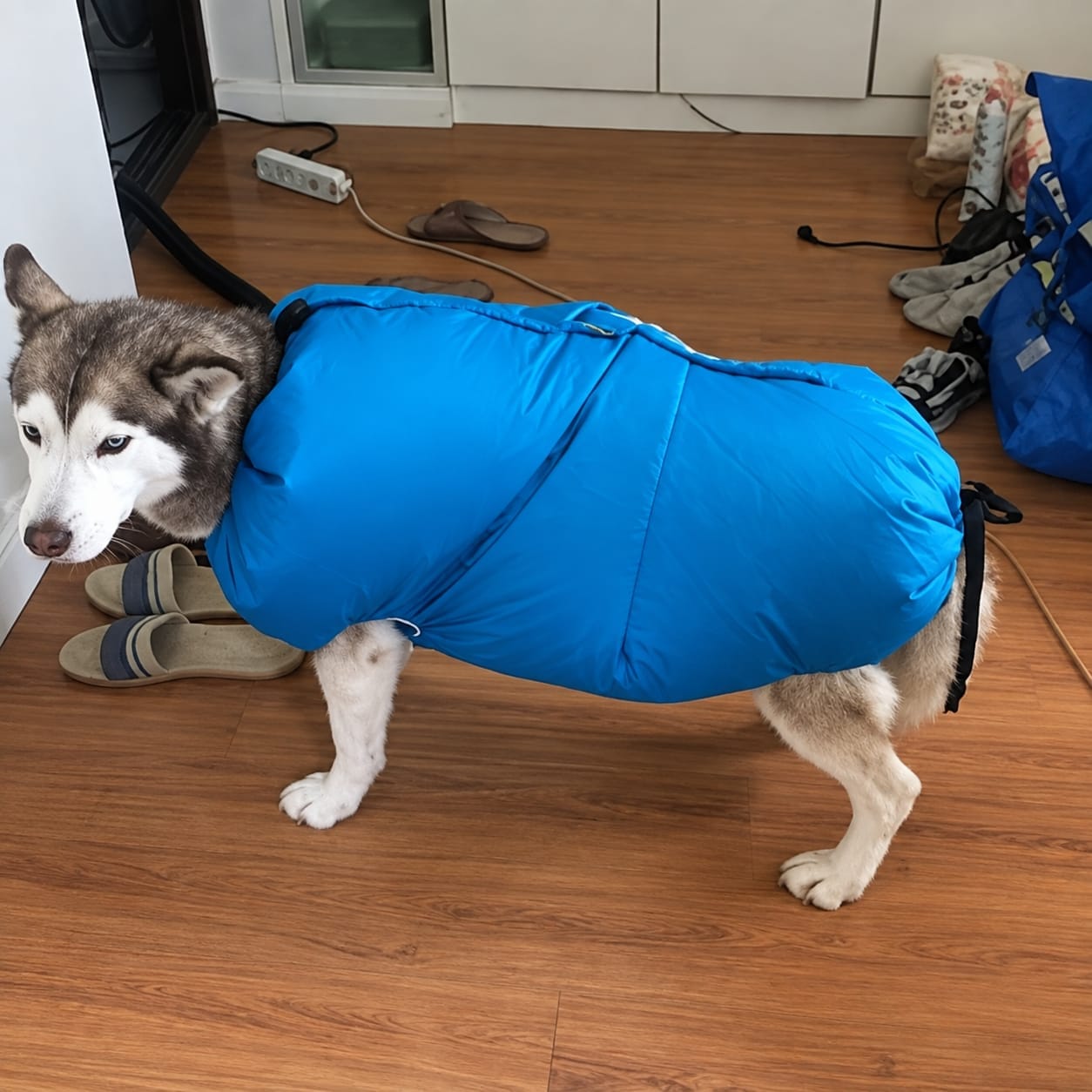 Customer photo review of PawNest ™ - Dog hair dryer
