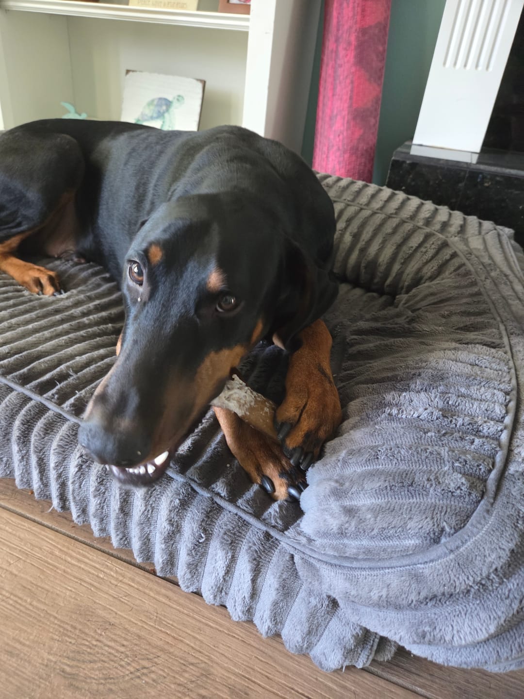 Customer photo review of Wholly Pup Gift Card