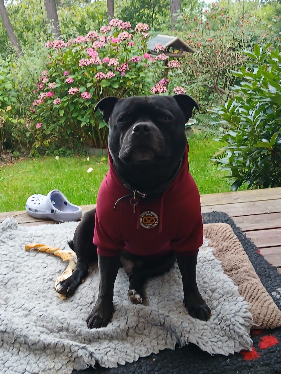 Customer photo review of Staffordshire Bull Terrier 1935® Hoodies - Burgundy