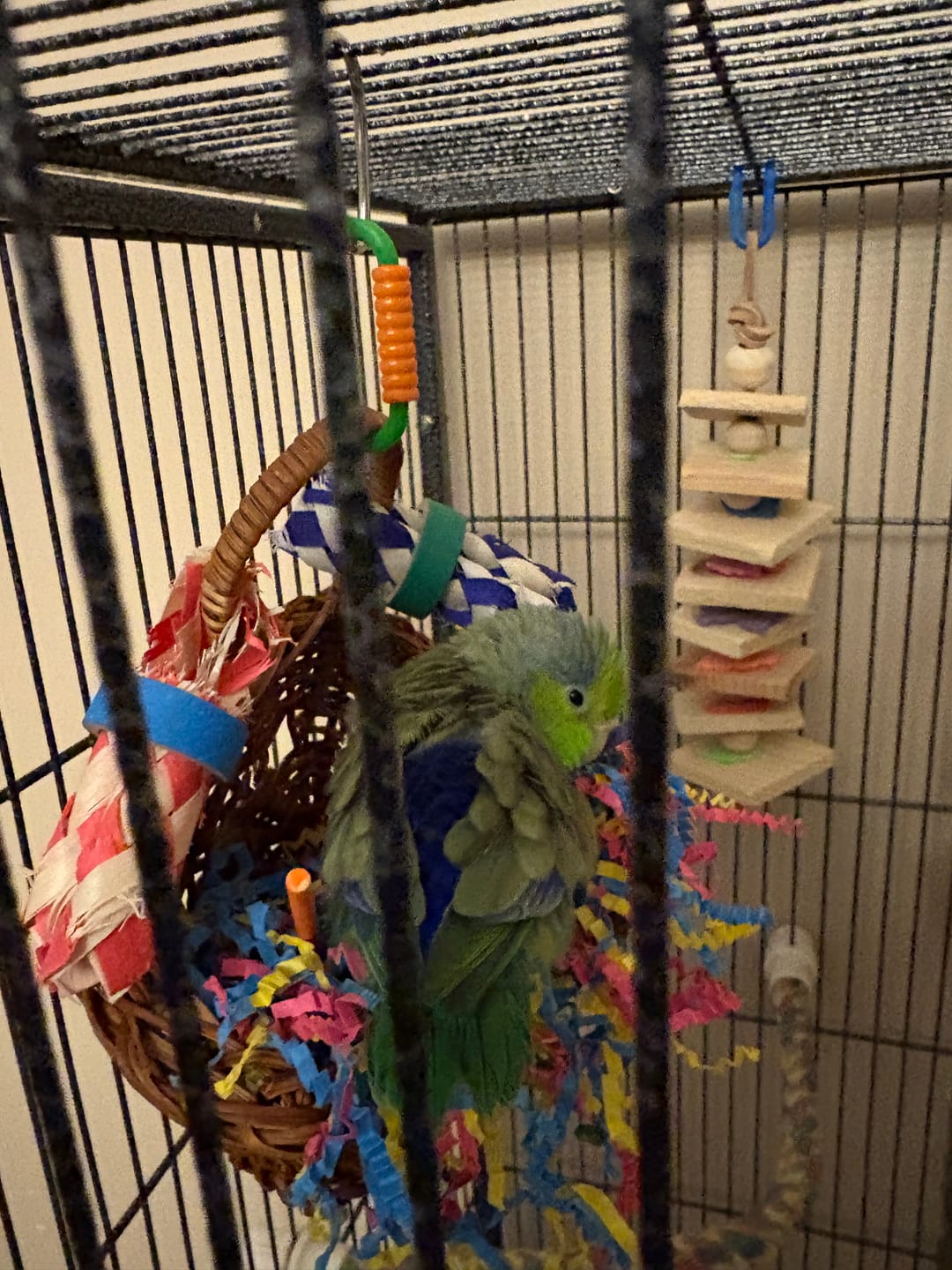 Customer photo review of Tiki Tangler by Cheep Thrills Bird Toys