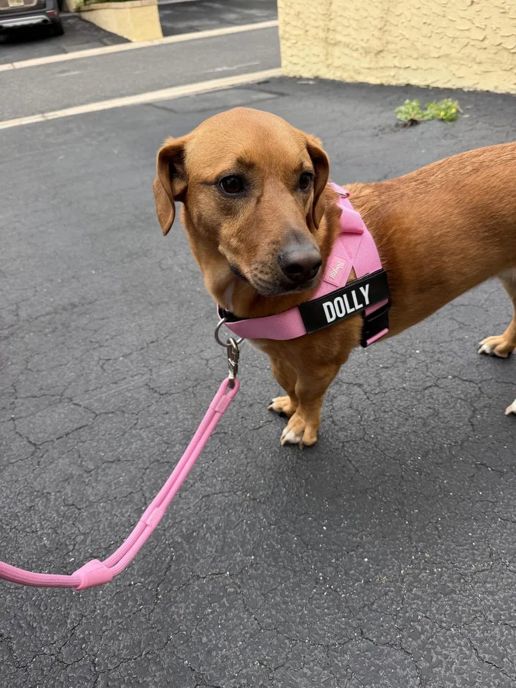 Customer photo review of Doginova™ | Arnés Antitirones para perros