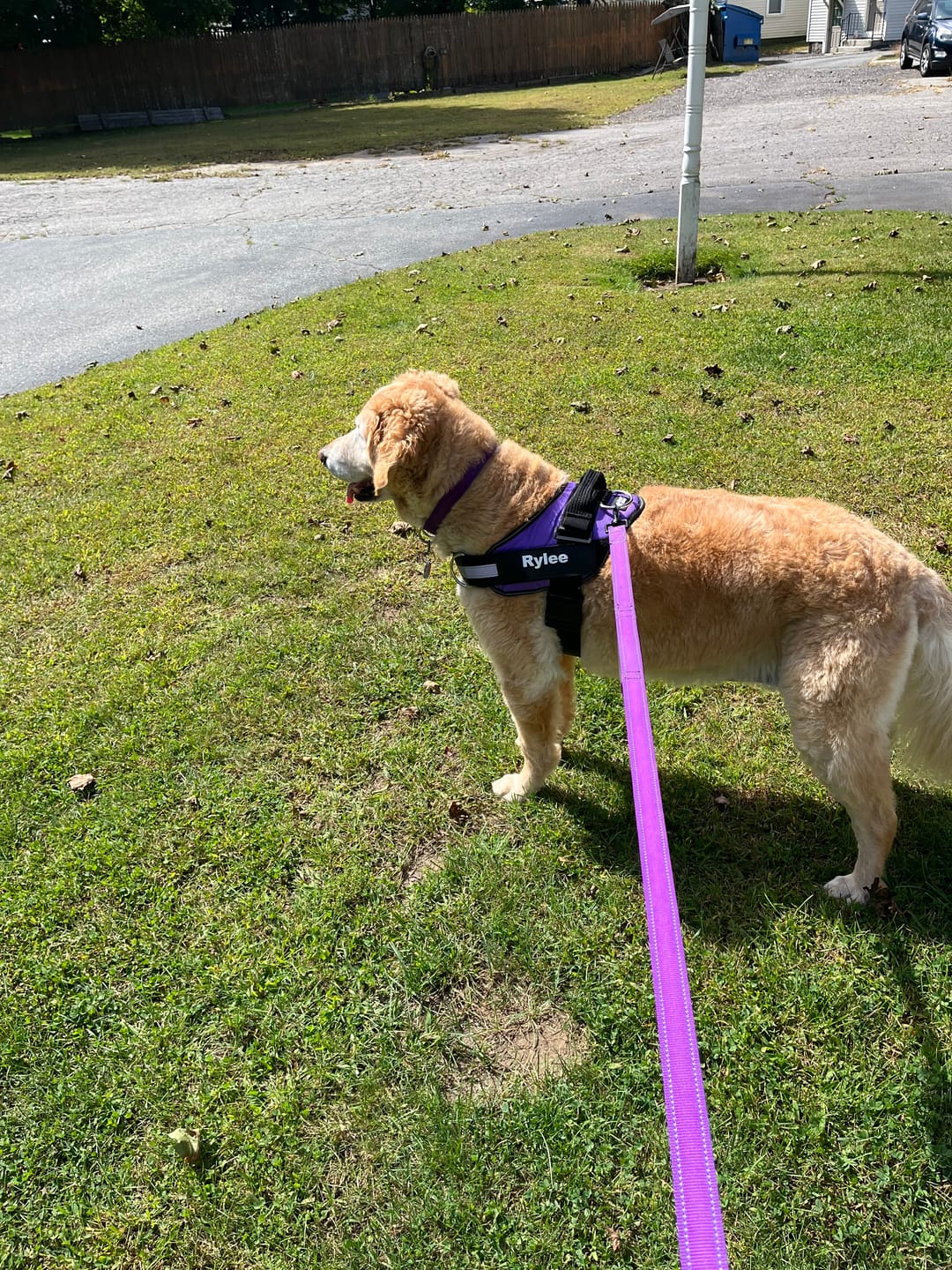 Customer photo review of Personalized Dog Harness