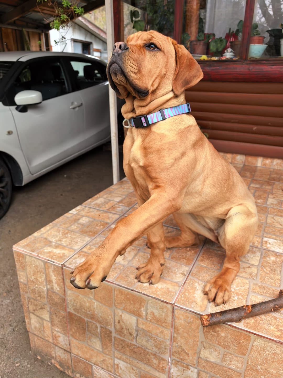 Customer photo review of Collar impermeable para perros — Tigre
