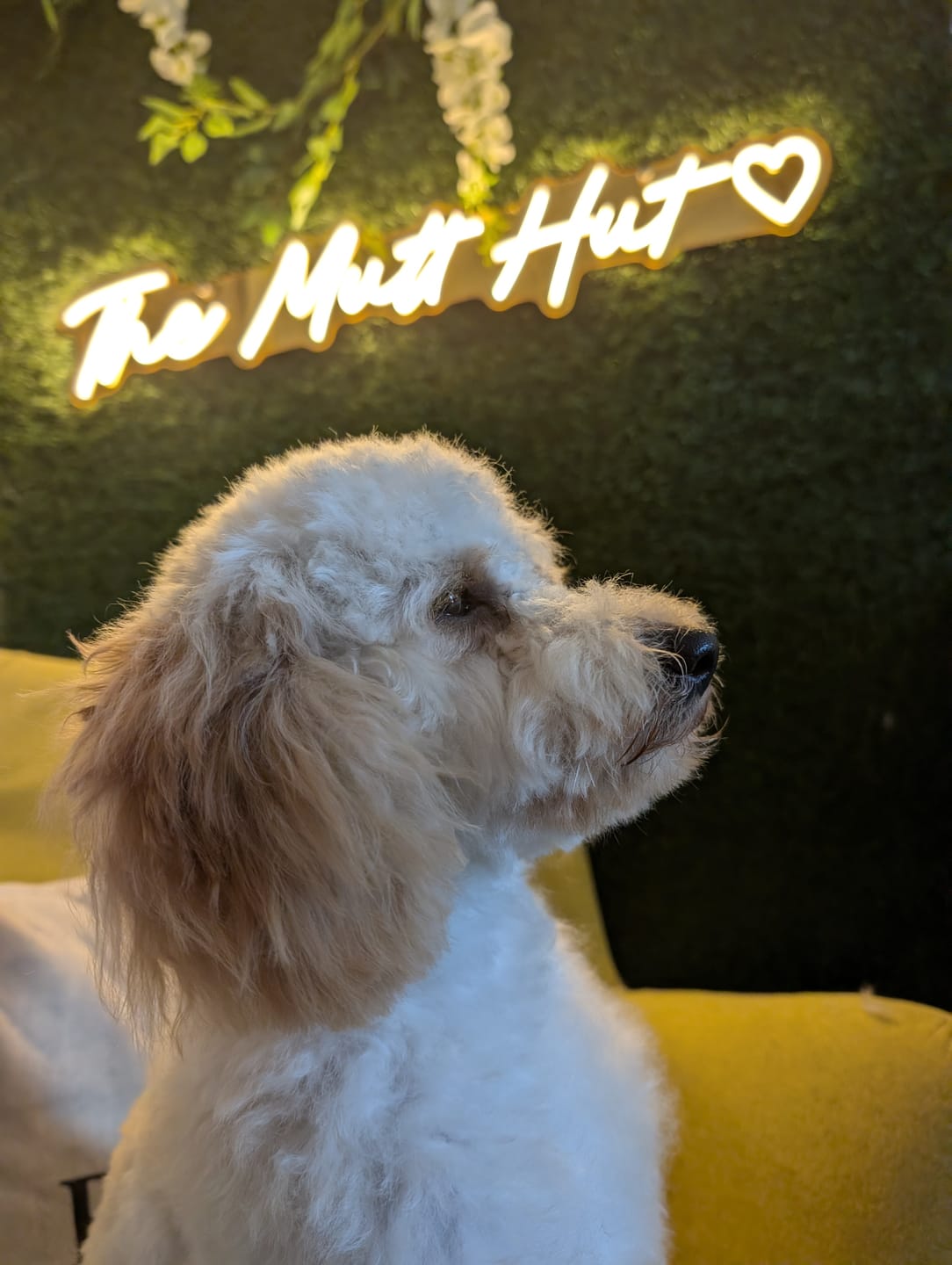 Customer photo review of Custom Neon: The Mutt Hut