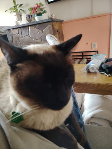 Customer photo review of Chapita identificadora Gato