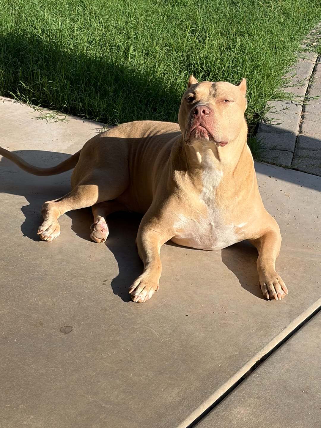 Customer photo review of K9 Belly Bliss™
