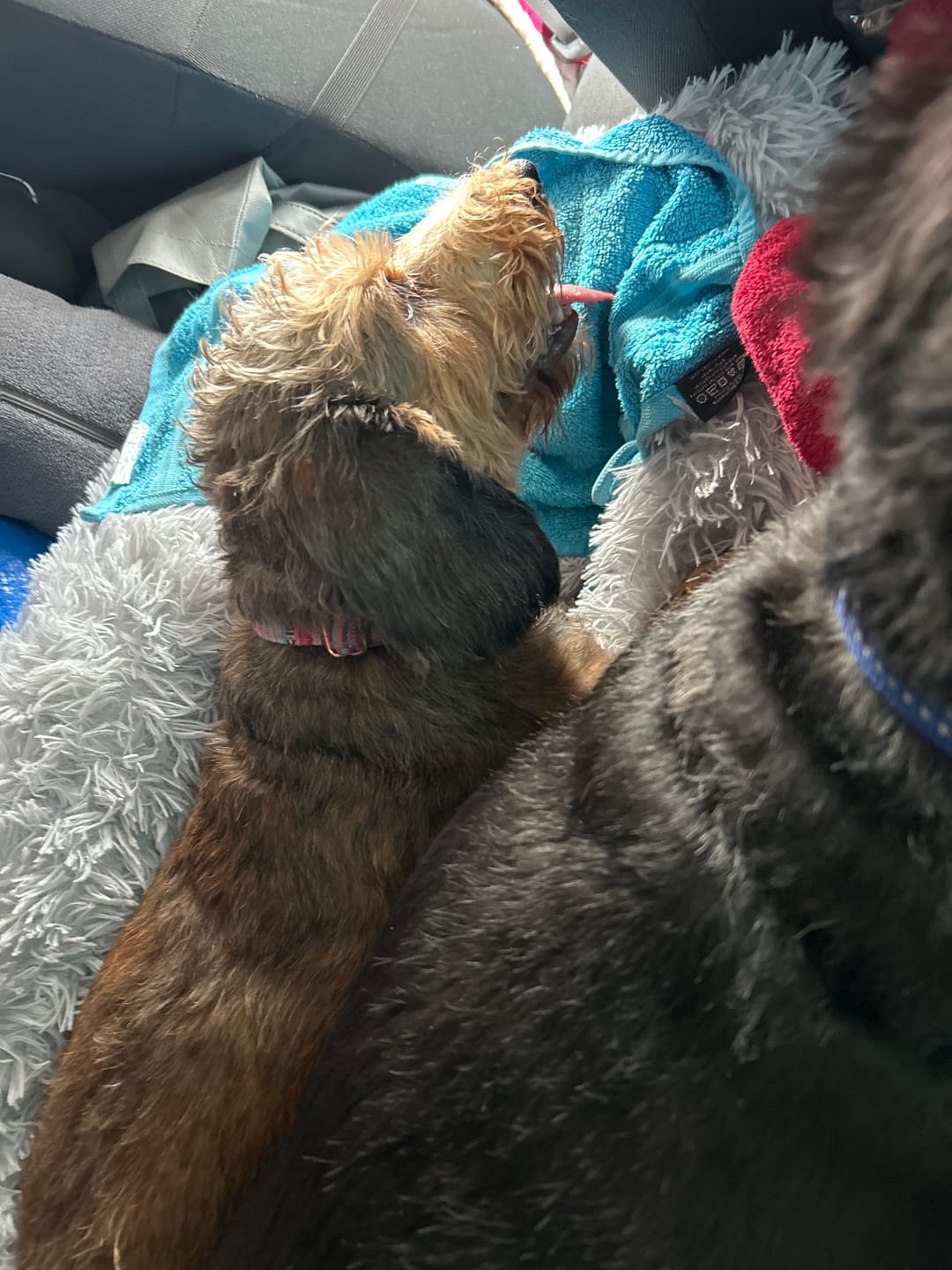 Customer photo review of Puppery Hundebett Wolke 7 - Das Original