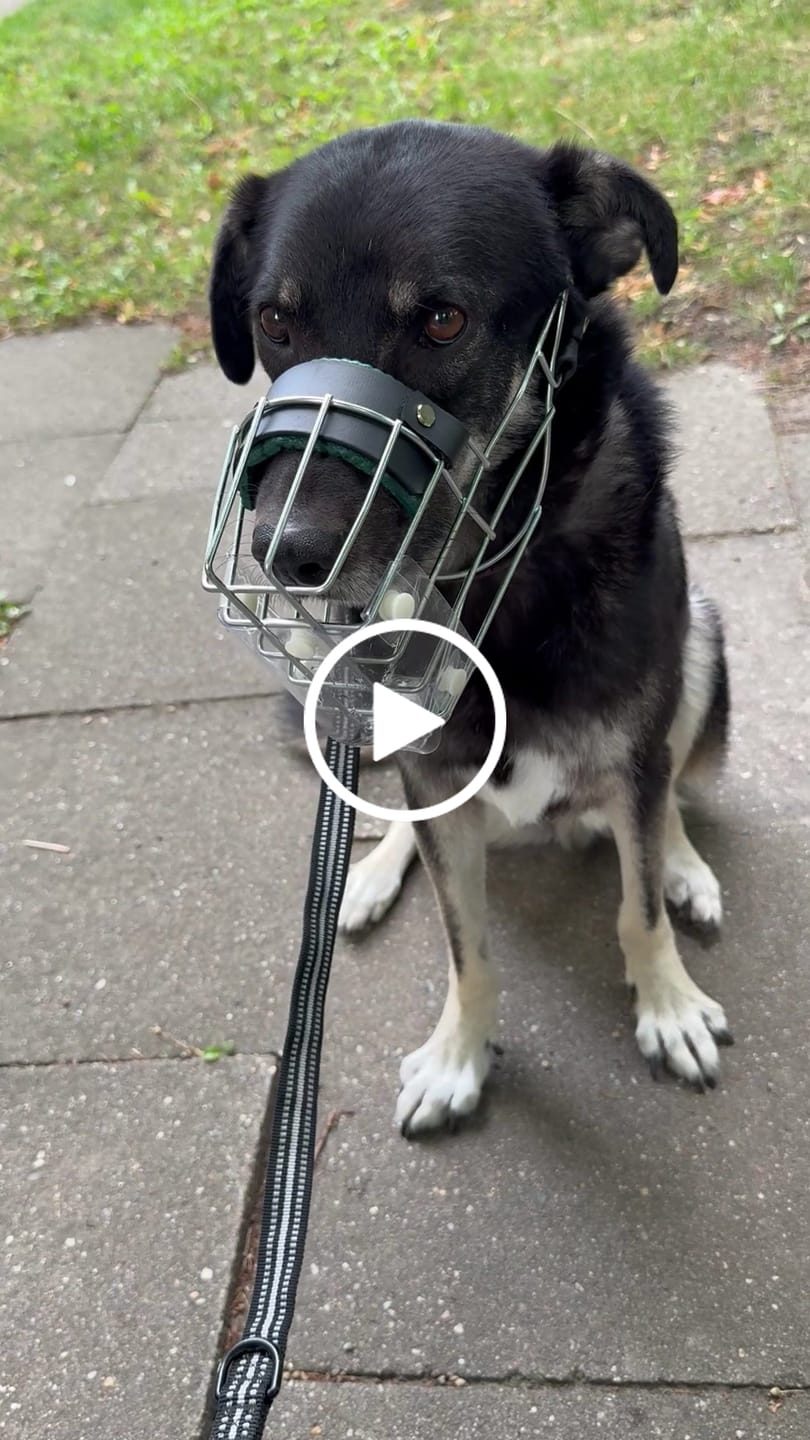 Customer video review of Maulkorbberatung (online)