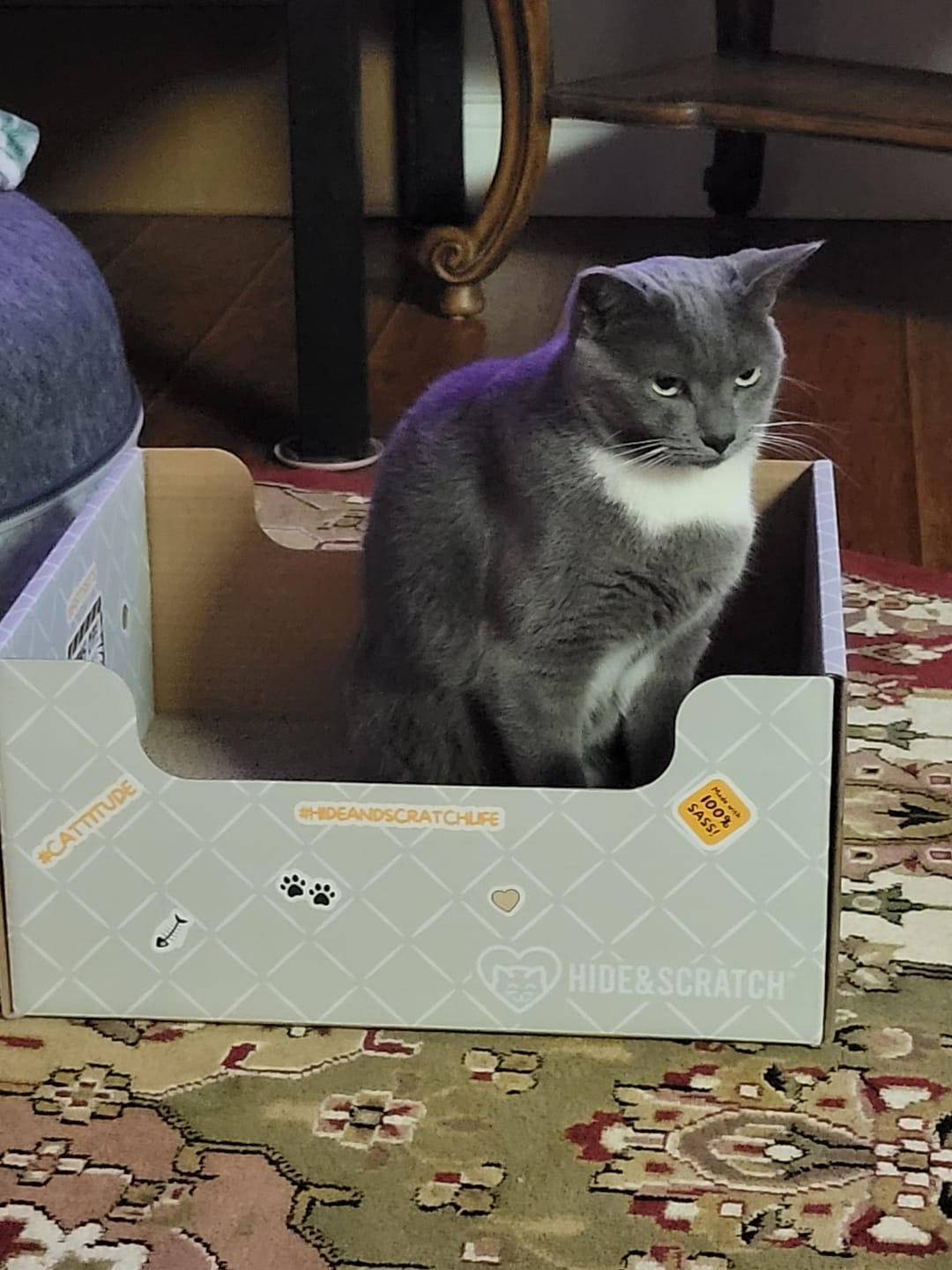 Customer photo review of Hide & Scratch Extra-Large Cat Scratcher Box