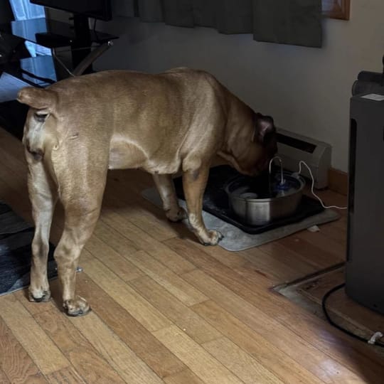Customer photo review of Pawlyn PureSip itató