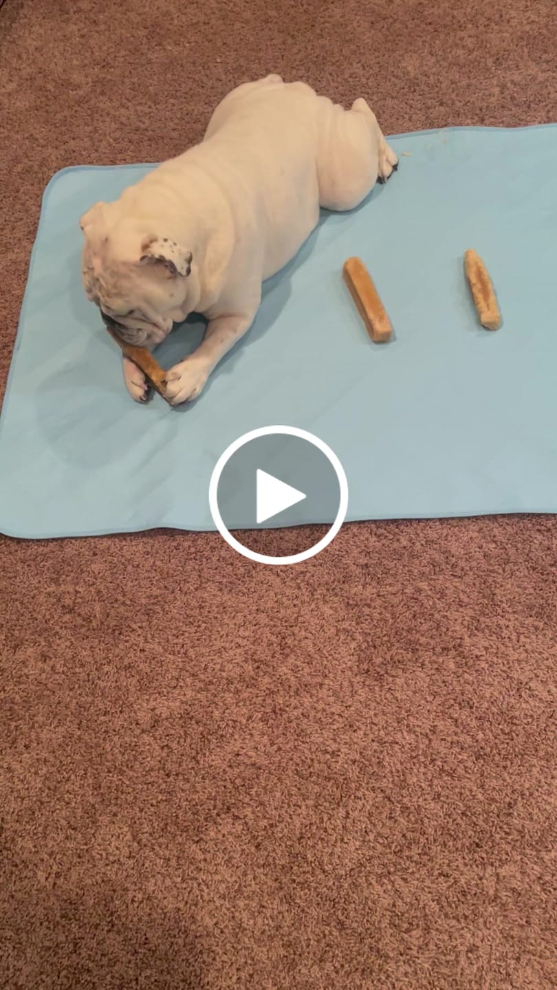 Customer video review of Himalayan Yak Chew (MEGA)