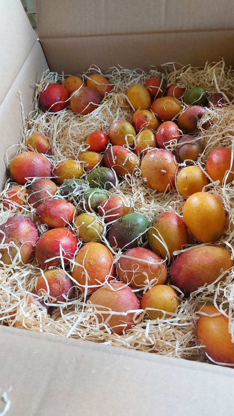 Customer photo review of Baby-Mango Mix "Wild Wonders" von Julian
