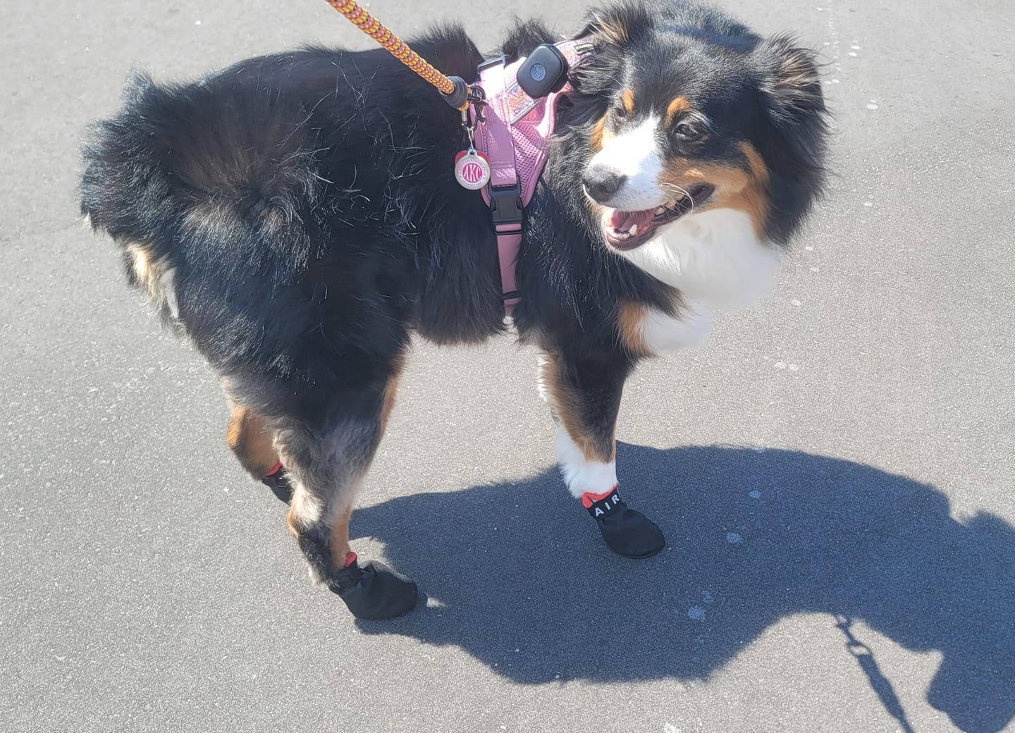 Customer photo review of AIR PUP SPRINTERS - SET OF 4