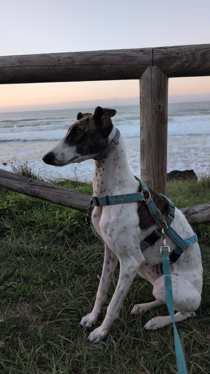 Customer photo review of Grain Free Puppy Salmon & Turkey