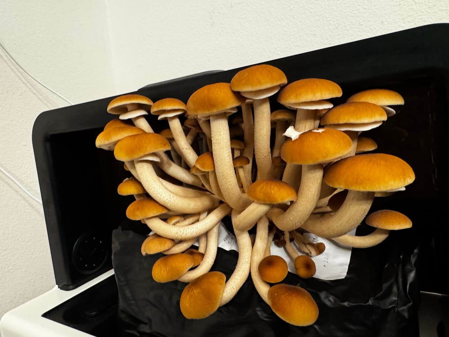 Customer photo review of Pioppino Mushroom
