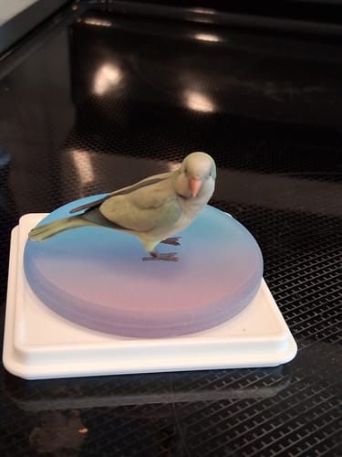 Customer's Custom 3D Action Figure, a green and grey parrot figurine on a round gradient display base.