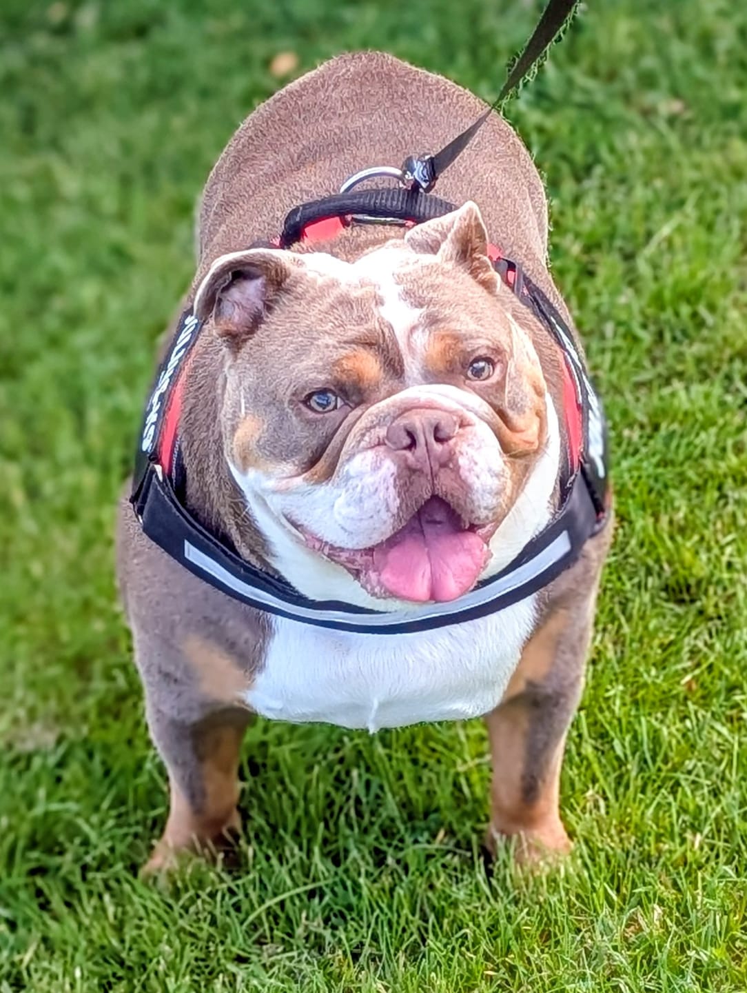 Customer photo review of Dog Gel