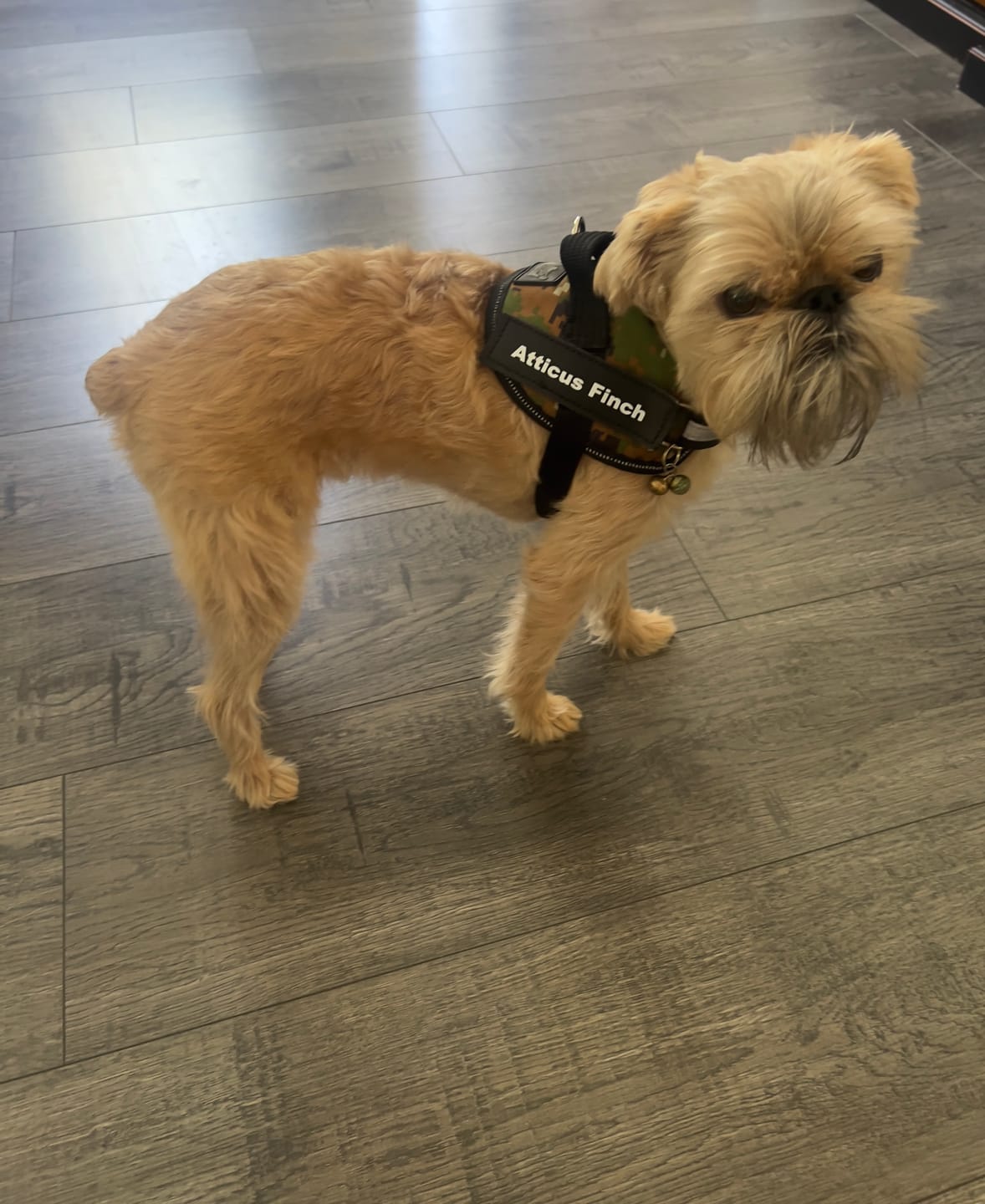 Customer photo review of Personalized Dog Harness