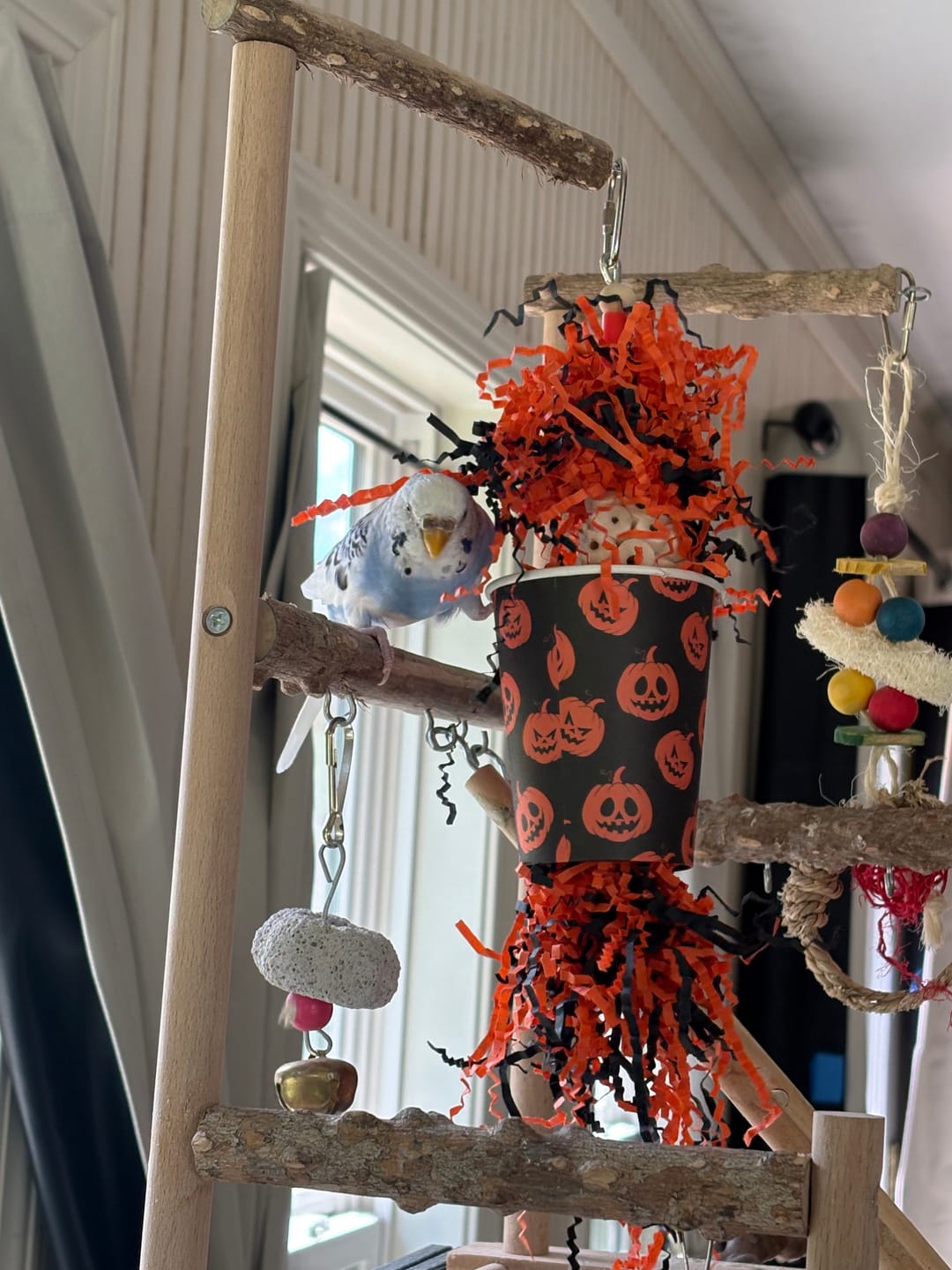 Customer photo review of 2868 Pumpkin Jumble