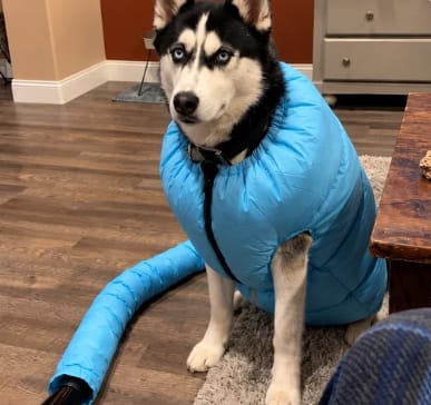 Customer photo review of PawNest ™ - Dog hair dryer