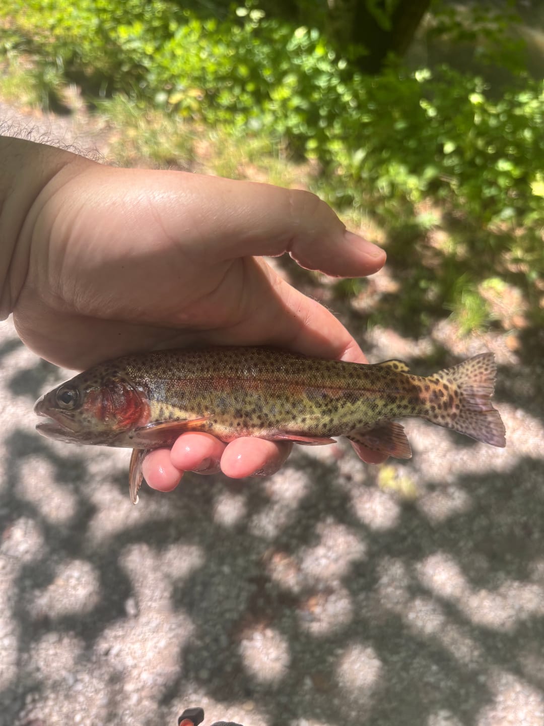 Customer photo review of Redington Field Kit Euro