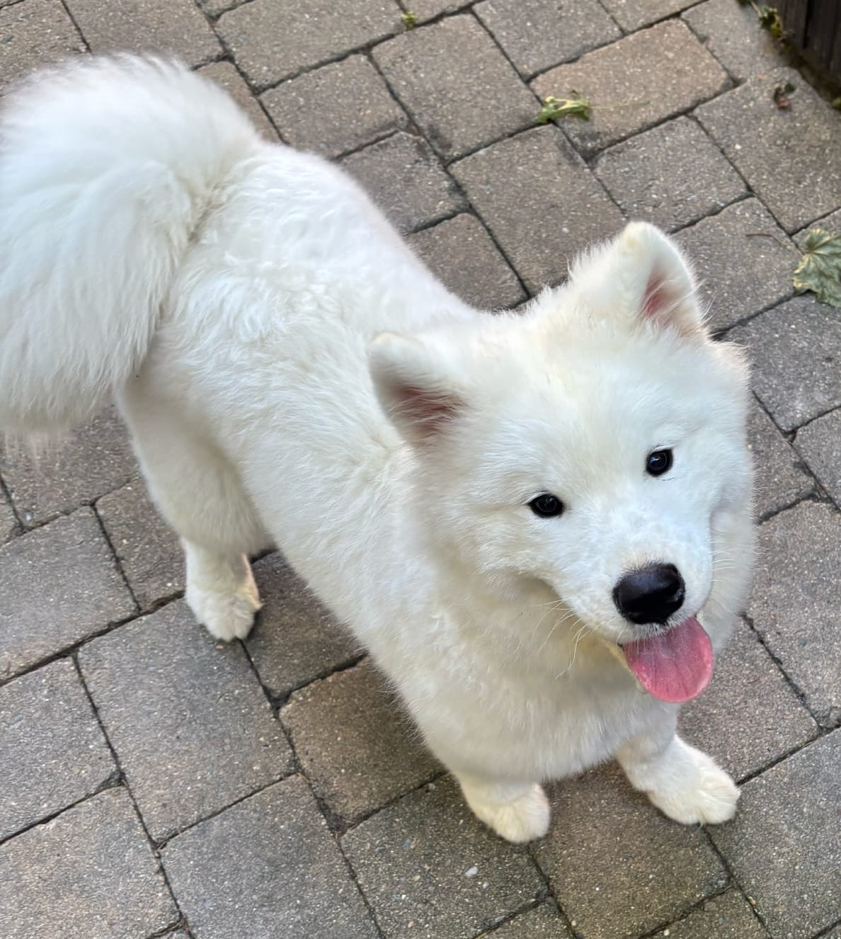 Customer photo review of FETCH Premium Nutritional Supplement for Dogs