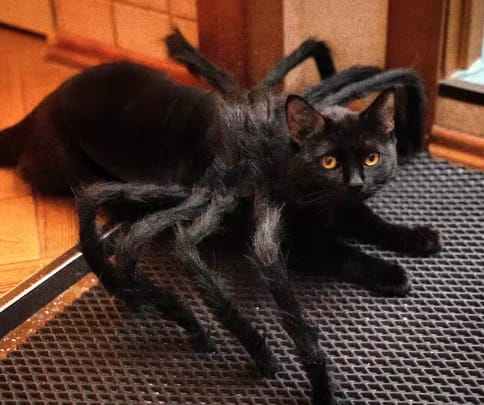 Customer photo review of Disfraz de araña para Halloween