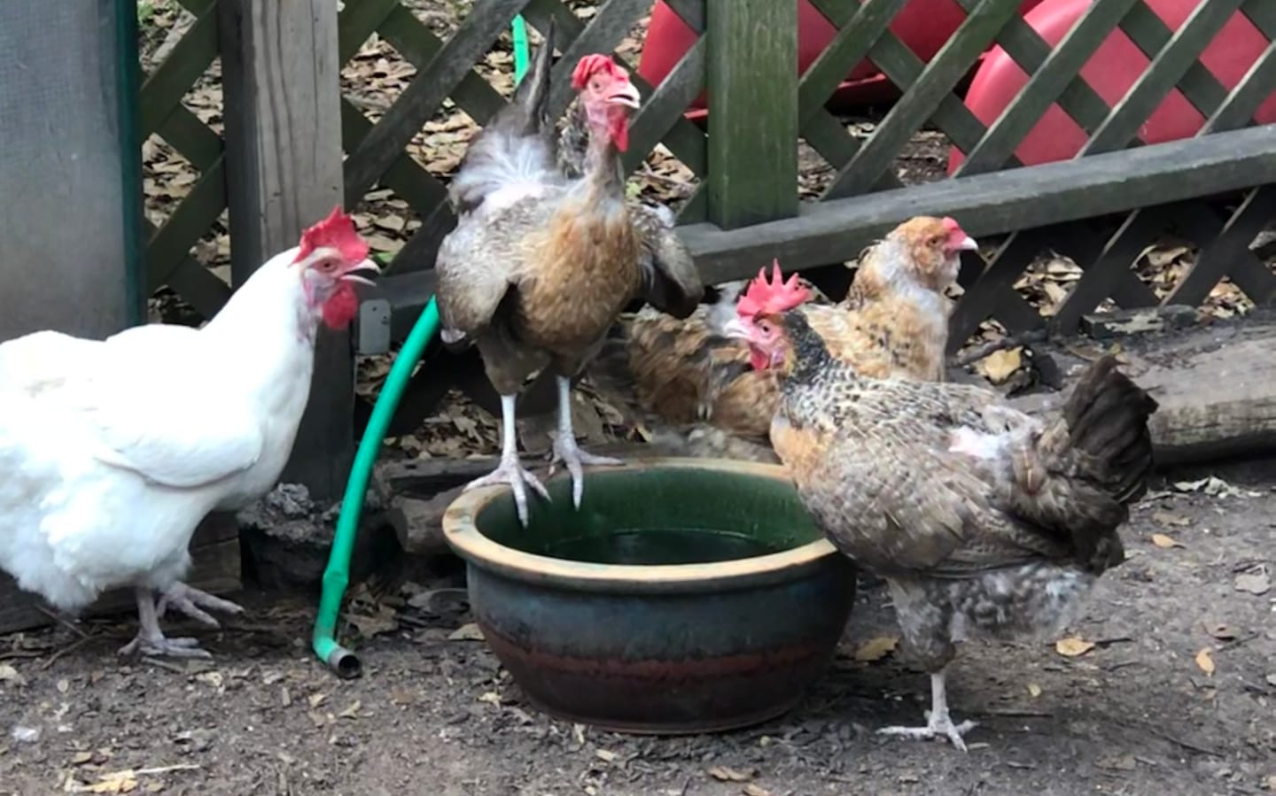 Customer photo review of Complete Guide to Healthy Chickens and Better Eggs (Digital Guide)