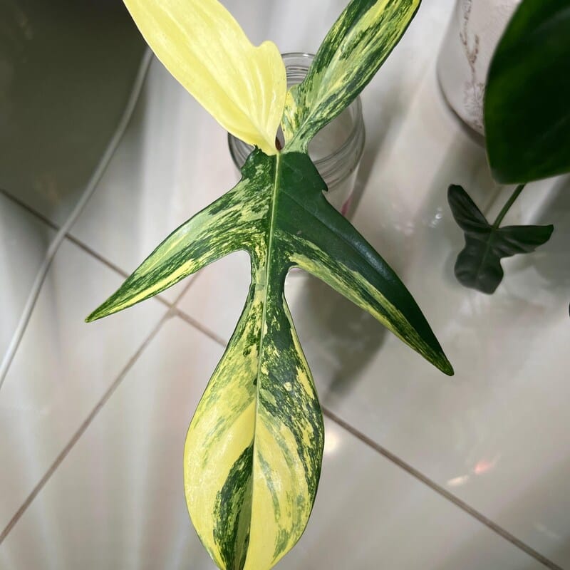 Customer photo review of Variegated Philodendron Florida Beauty Cutting - Rare Collector Indoor Plant