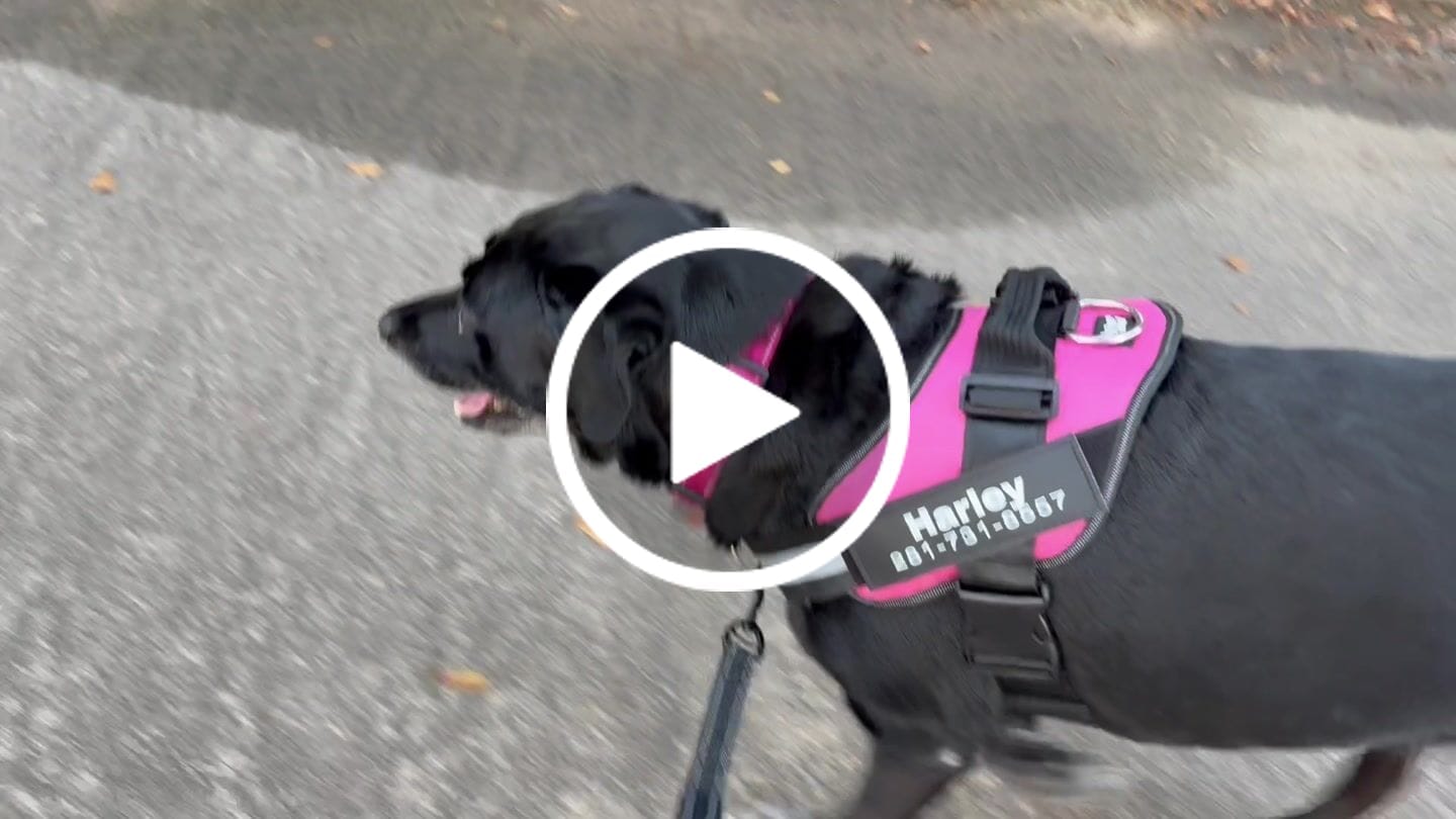Customer video review of Personalized Dog Harness