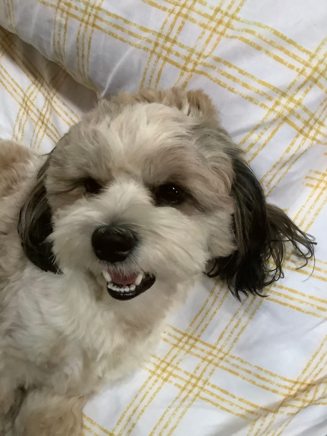 Customer photo review of FurLife™ 12 Months Flea and Tick Free