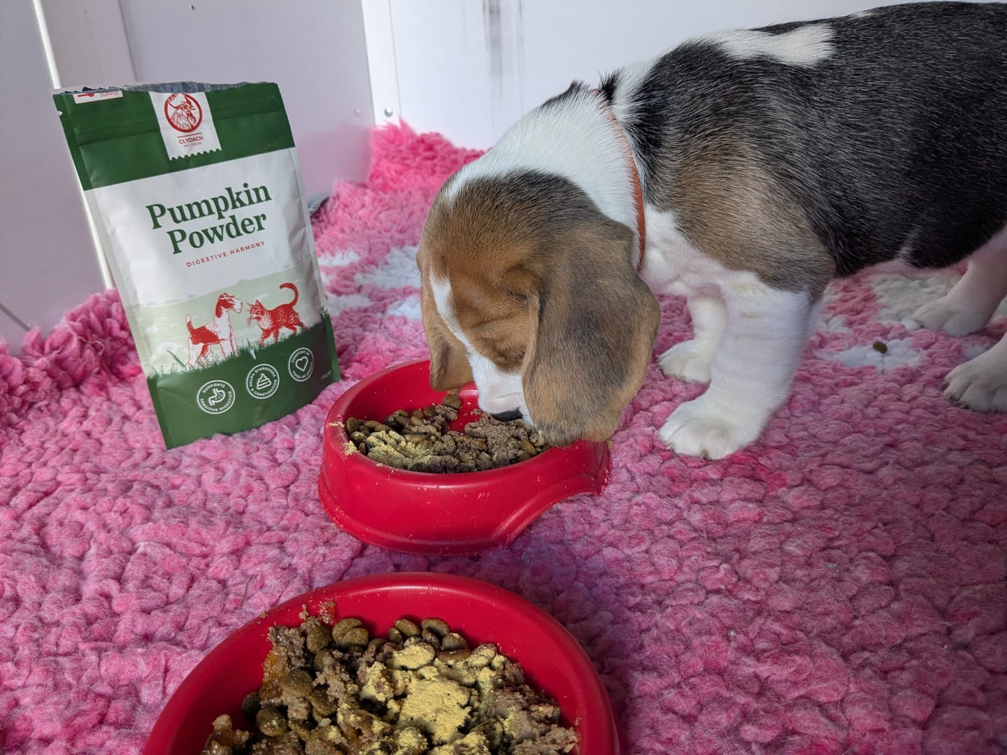 Customer photo review of Pumpkin Powder for Dogs & Cats