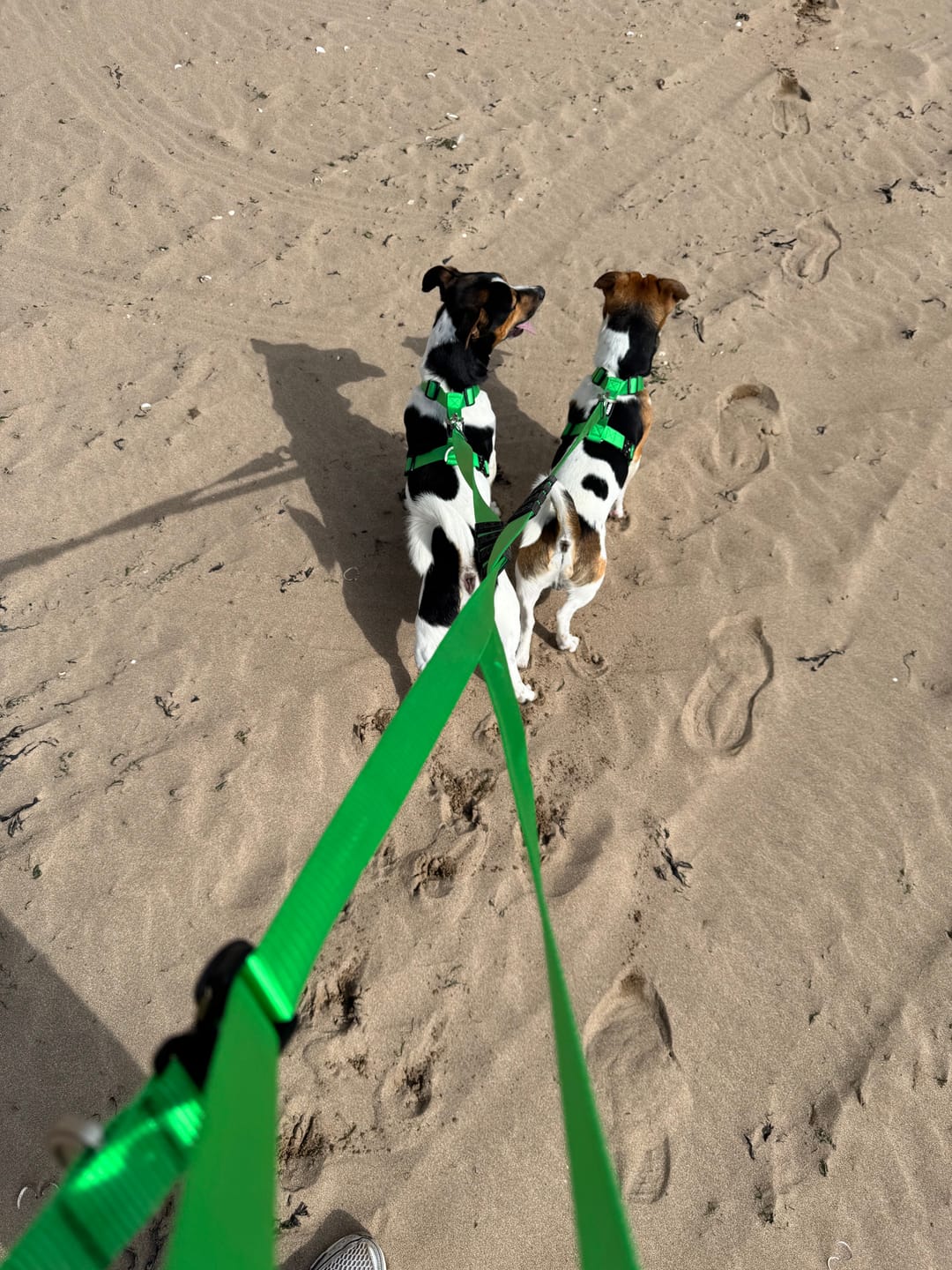 Customer photo review of City Leash Traffic Grip