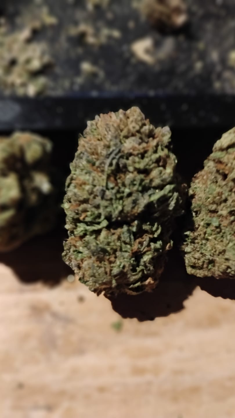 Customer photo review of Blue Sharpiez THCA Flower